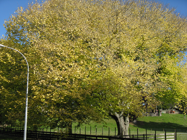 Golden elm- Cambridge Tree Trust